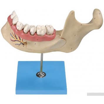 ANAT-MAGNIFIED MODEL OF MANENT TEETH & MOLAR TEETH